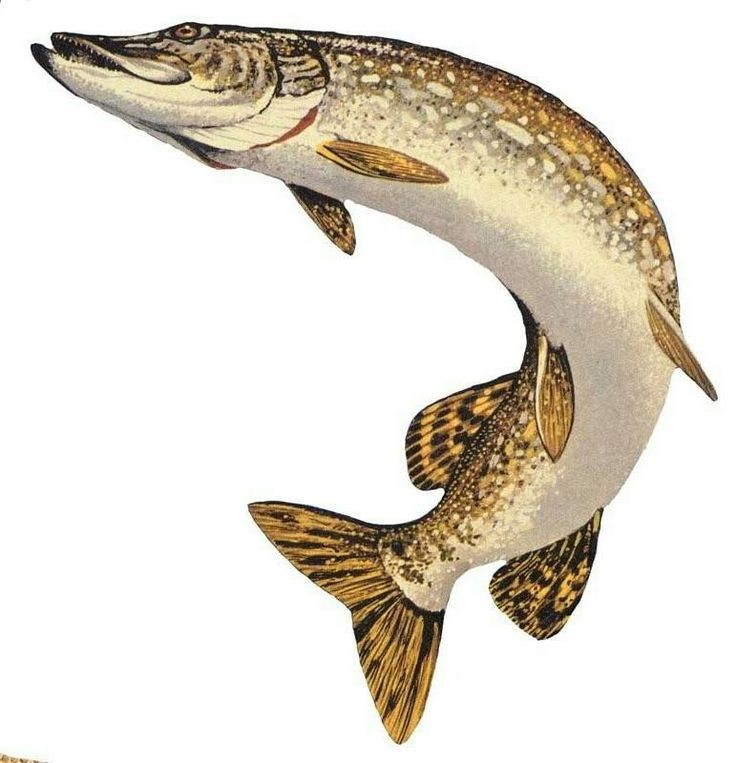 Щука як ловити рибалити Щука